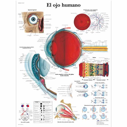 Lehrtafel - El ojo humano, 1001827 [VR3226L], Augen