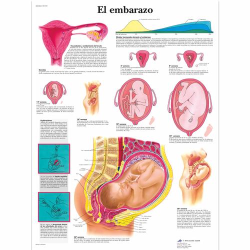 Lehrtafel - El embarazo, 1001901 [VR3554L], Schwangerschaft und Geburt
