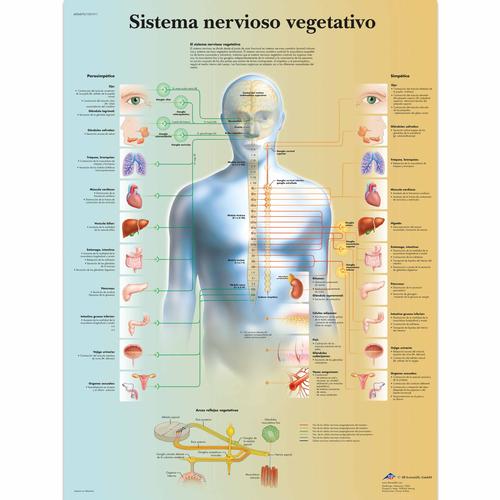 Lehrtafel - Sistema nervioso vegetativo, 1001911 [VR3610L], Gehirn und Nervensystem