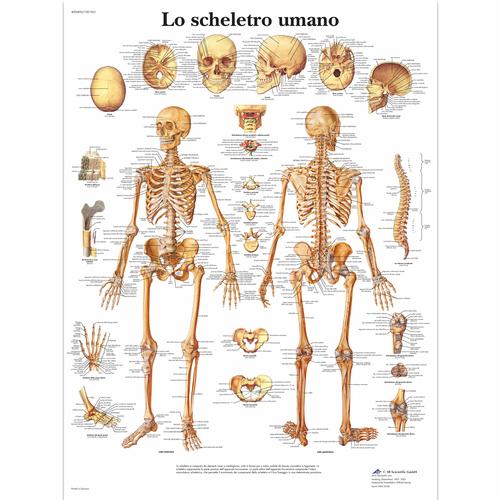 Lehrtafel - Lo scheletro umano, 1001963 [VR4113L], Skelettsystem