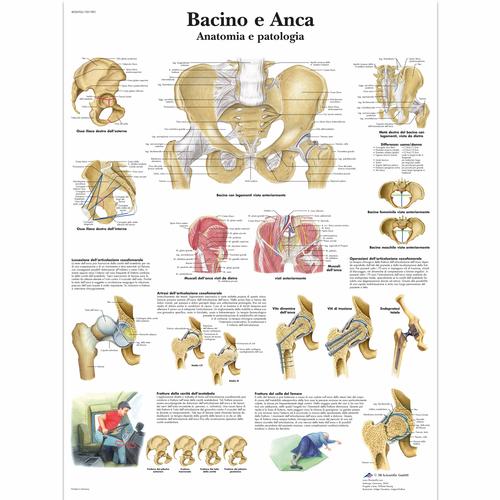 Lehrtafel - Bacino e Anca - Anatomia e patologia, 4006906 [VR4172UU], Skelettsystem