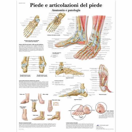 Lehrtafel - Piede e articolazione del piede, 4006908 [VR4176UU], Skelettsystem