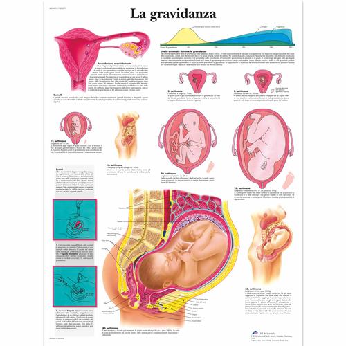 Lehrtafel - La gravidanza, 1002073 [VR4554L], Schwangerschaft und Geburt
