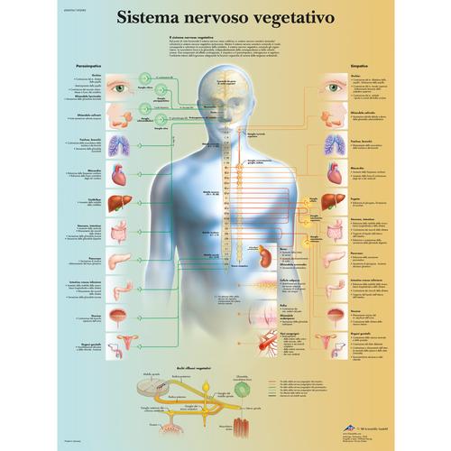 Lehrtafel - Sistema nervioso vegetativo, 4006956 [VR4610UU], Gehirn und Nervensystem