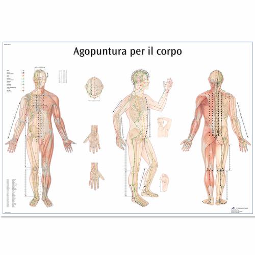 Lehrtafel - Agopuntura por il corpo, 4006982 [VR4820UU], Akupunktur Modelle und Lehrtafeln