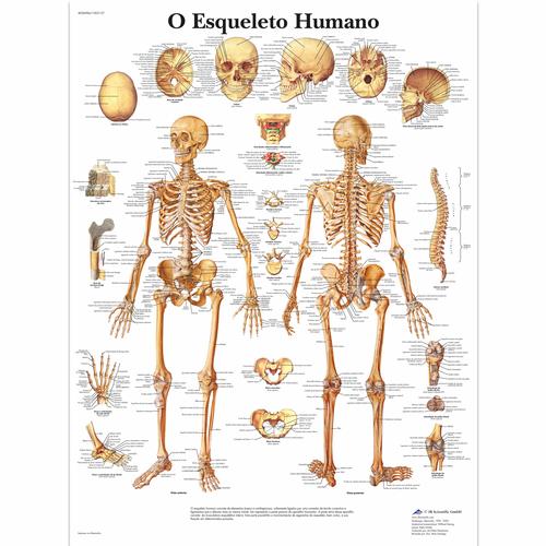 O Esqueleto Humano, 1002137 [VR5113L], Skelettsystem