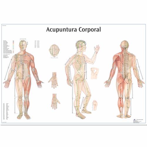 Acupuntura Corporal, 4007019 [VR5820UU], Akupunktur Modelle und Lehrtafeln