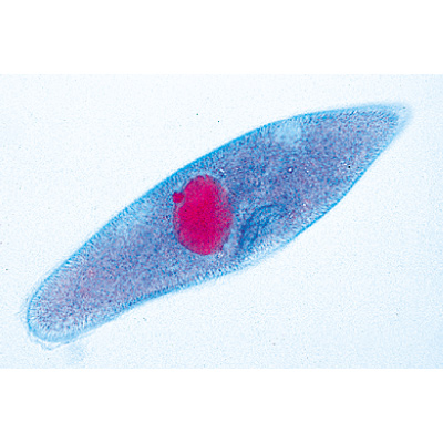 Einzeller (Protozoa) - Deutsch, 1003847 [W13001], Mikropräparate LIEDER