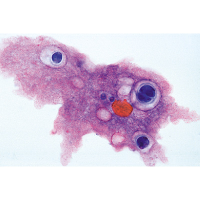 Einzeller (Protozoa) - Deutsch, 1003847 [W13001], Mikropräparate LIEDER