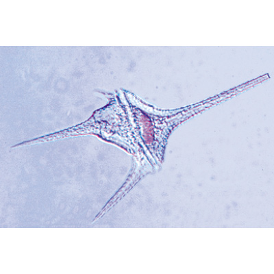 Einzeller (Protozoa) - Deutsch, 1003847 [W13001], Wirbellose Tiere (Invertebrata)
