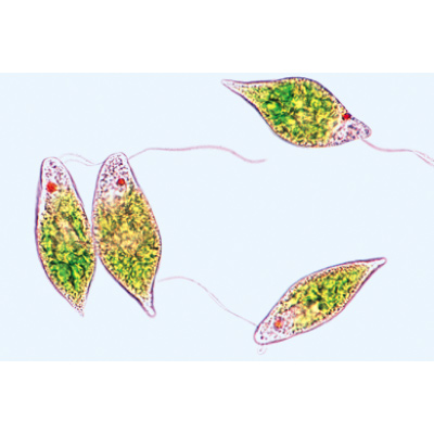 Einzeller (Protozoa) - Portugiesisch, 1003849 [W13001P], Mikropräparate LIEDER