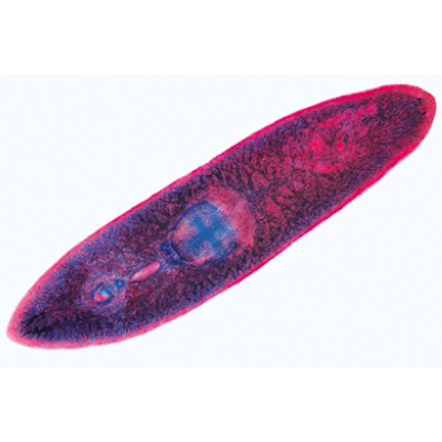 Würmer (Helminthes) - Französisch, 1003856 [W13003F], Mikropräparate LIEDER