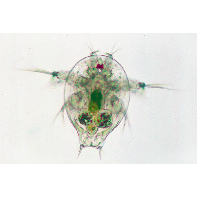 Krebstiere (Crustacea) - Deutsch, 1003859 [W13004], Mikropräparate LIEDER