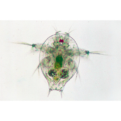 Krebstiere (Crustacea) - Französisch, 1003860 [W13004F], Mikropräparate LIEDER