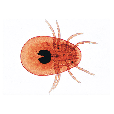 Spinnentiere und Tausendfüssler (Arachnoidea, Myripoda) - Französisch, 1003864 [W13005F], Französich