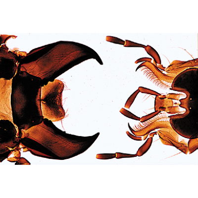 Insekten (Insecta) - Deutsch, 1003867 [W13006], Mikropräparate LIEDER