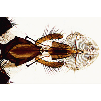 Insekten (Insecta) - Französisch, 1003868 [W13006F], Mikropräparate LIEDER