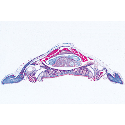 Weichtiere (Mollusca) - Portugiesisch, 1003873 [W13007P], Mikropräparate LIEDER