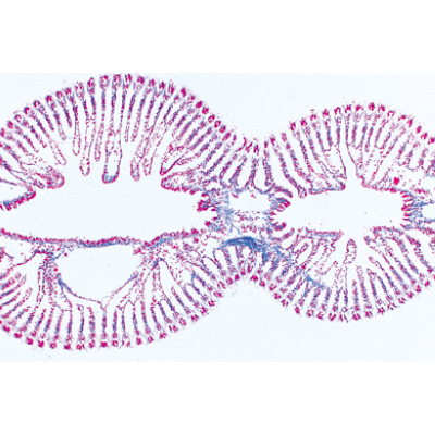 Weichtiere (Mollusca) - Portugiesisch, 1003873 [W13007P], Mikropräparate LIEDER