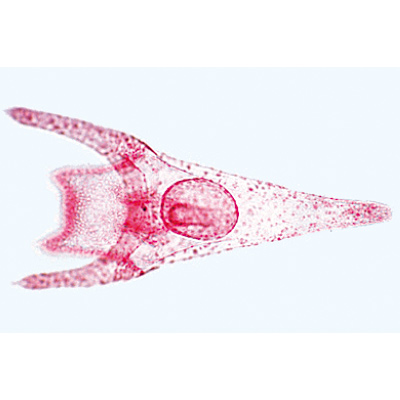 Stachelhäuter, Moostiere, Armfüßer (Echinodermata, Bryozoa, Brachiopoda) - Deutsch, 1003875 [W13008], Mikropräparate LIEDER