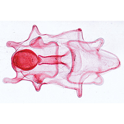 Stachelhäuter, Moostiere, Armfüßer (Echinodermata, Bryozoa, Brachiopoda) - Deutsch, 1003875 [W13008], Mikropräparate LIEDER