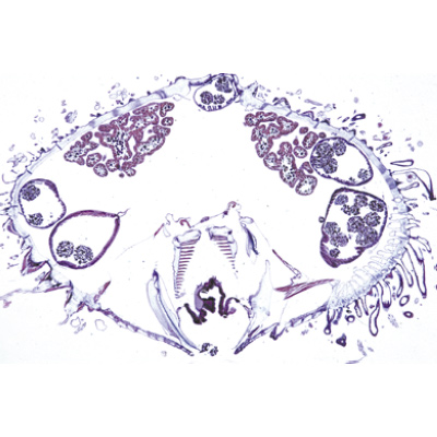 Stachelhäuter, Moostiere, Armfüßer (Echinodermata, Bryozoa, Brachiopoda) - Französisch, 1003876 [W13008F], Mikropräparate LIEDER