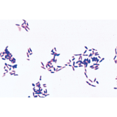 Bakterien - Deutsch, 1003884 [W13011], Mikropräparate LIEDER