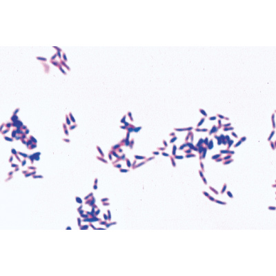 Bakterien - Französisch, 1003885 [W13011F], Mikropräparate LIEDER