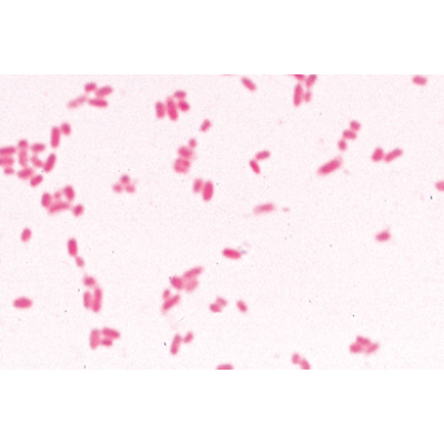 Bakterien - Portugiesisch, 1003886 [W13011P], Mikropräparate LIEDER