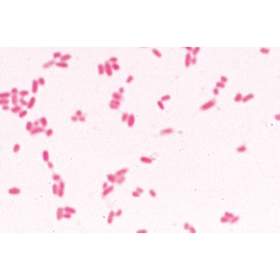 Bakterien - Spanisch, 1003887 [W13011S], Mikropräparate LIEDER