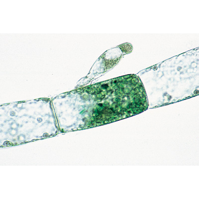 Algen (Algae) - Französisch, 1003889 [W13012F], Mikropräparate LIEDER