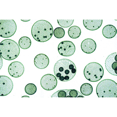 Algen (Algae) - Spanisch, 1003891 [W13012S], Mikropräparate LIEDER