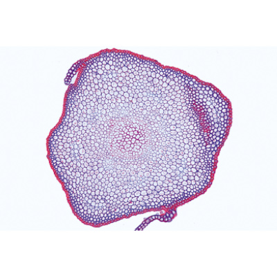Moospflanzen (Bryophyta) - Deutsch, 1003896 [W13014], Mikropräparate LIEDER