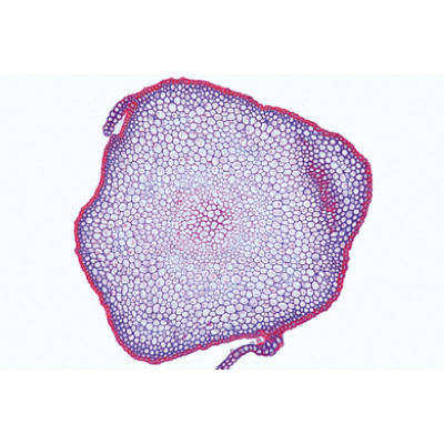 Moospflanzen (Bryophyta) - Französisch, 1003897 [W13014F], Mikropräparate LIEDER