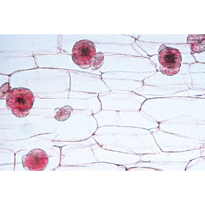 Blütenpflanzen II. Zellen und Gewebe - Deutsch, 1003908 [W13017], Mikropräparate LIEDER
