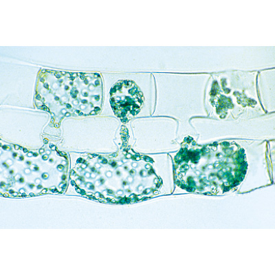 Die Pflanzenzelle - Französisch, 1003937 [W13024F], Mikropräparate LIEDER