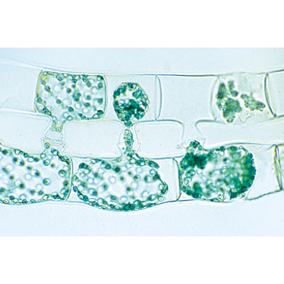 Die Pflanzenzelle - Portugiesisch, 1003938 [W13024P], Mikropräparate LIEDER