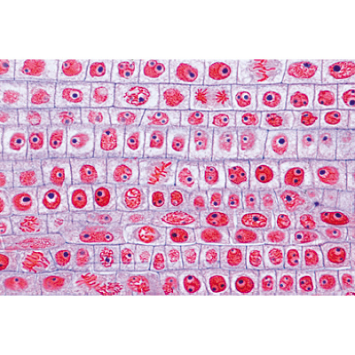 Die Pflanzenzelle - Spanisch, 1003939 [W13024S], Mikropräparate LIEDER