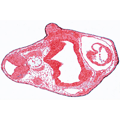 Entwicklung des Froschembryos (Rana) - Deutsch, 1003948 [W13027], Mikropräparate LIEDER