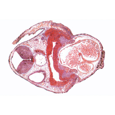 Entwicklung des Froschembryos (Rana) - Portugiesisch, 1003950 [W13027P], Mikropräparate LIEDER