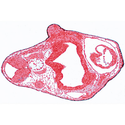 Entwicklung des Froschembryos (Rana) - Spanisch, 1003951 [W13027S], Mikropräparate LIEDER