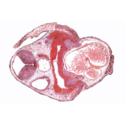 Entwicklung des Froschembryos (Rana) - Spanisch, 1003951 [W13027S], Mikropräparate LIEDER
