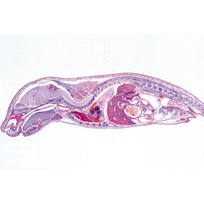 Entwicklung des Schweineembryos (Sus scrofa) - Deutsch, 1003956 [W13029], Mikropräparate LIEDER