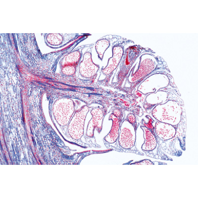 Entwicklung des Schweineembryos (Sus scrofa) - Französisch, 1003957 [W13029F], Mikropräparate LIEDER