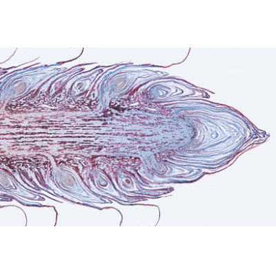 Entwicklung des Schweineembryos (Sus scrofa) - Französisch, 1003957 [W13029F], Mikropräparate LIEDER