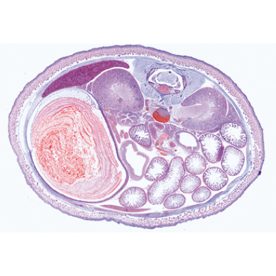 Entwicklung des Schweineembryos (Sus scrofa) - Portugiesisch, 1003958 [W13029P], Mikropräparate LIEDER