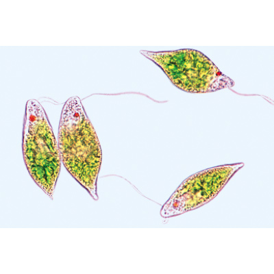Einzeller (Protozoa) - Englisch, 1003960 [W13030], Mikropräparate LIEDER