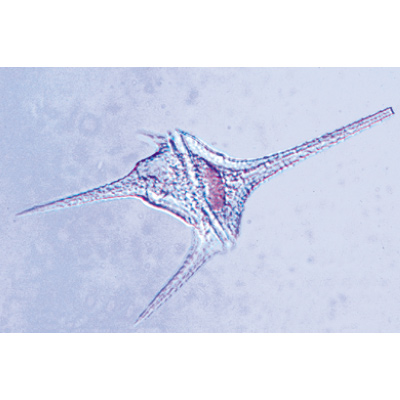 Einzeller (Protozoa) - Englisch, 1003960 [W13030], Englisch