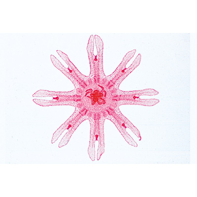 Schwämme und Hohltiere (Coelenterata, Porifera) - Englisch, 1003961 [W13031], Mikropräparate LIEDER