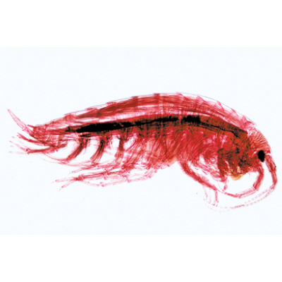 Krebstiere (Crustacea) - English, 1003963 [W13033], Mikropräparate LIEDER